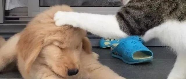 金毛从小就被大猫欺负，等它长大后却画风突变...哈哈哈哈真香了！