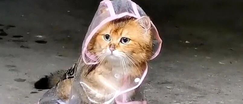 一定不要遛猫，因为遛着遛着，它就不是你的猫了！