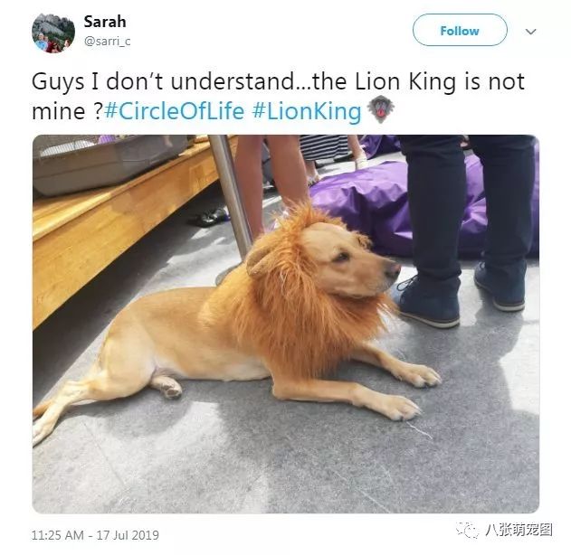 看完《獅子王》，鏟屎官終於對自家狗狗下手了… 寵物 第13張