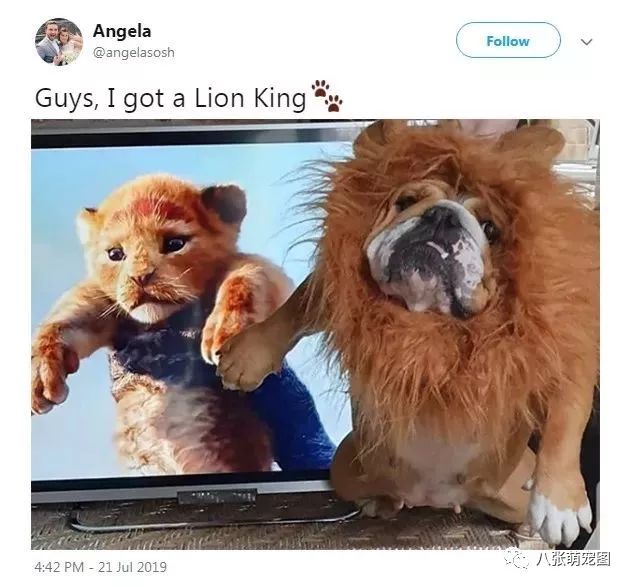看完《獅子王》，鏟屎官終於對自家狗狗下手了… 寵物 第10張
