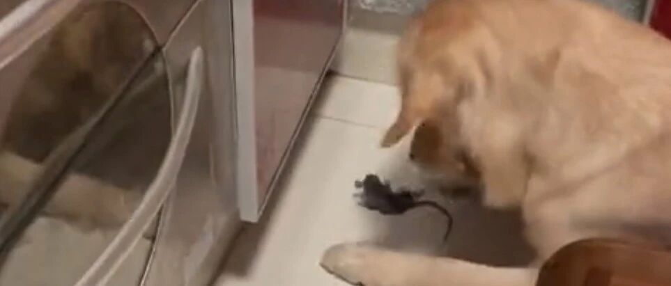 金毛5个月连抓4只老鼠，网友：太卷了，看来不久后猫咪也快要失业了…