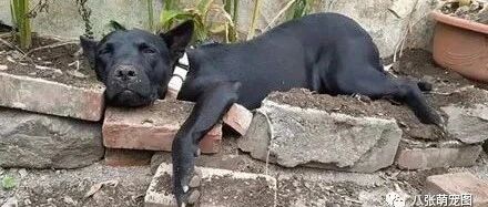 狗子翘臀瘫在花圃中，把邻居吓了一大跳，最后妈妈的解释让人笑喷了！