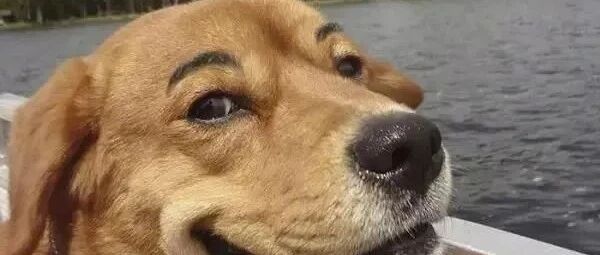 为什么不能给狗画眉毛？看到它们你就知道了...