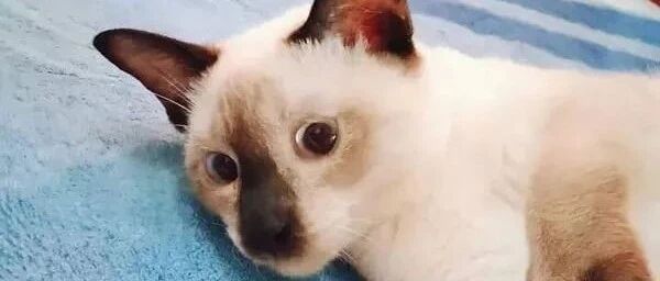 年前养只暹罗还挺正常，越养越后面时，发现......