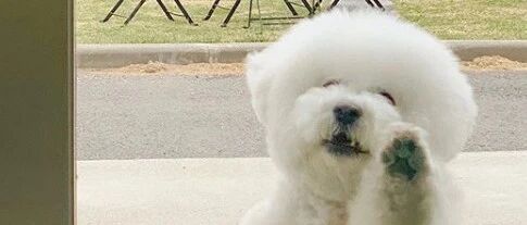 网友求助，每天都有狗砸来敲门怎么办？大家看完纷纷表示：地址在哪？我帮你把它偷走！