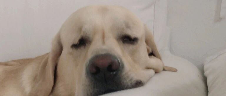 靠睡觉出名的狗也就只有它了......