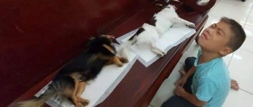 弟弟误以为狗狗去世，当场瘫倒在地，放声痛哭…大家也笑着笑着，都哭了