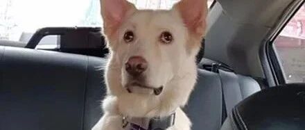 以为要出游超开心，但沿途风景却不对劲，狗子想起割蛋回忆......