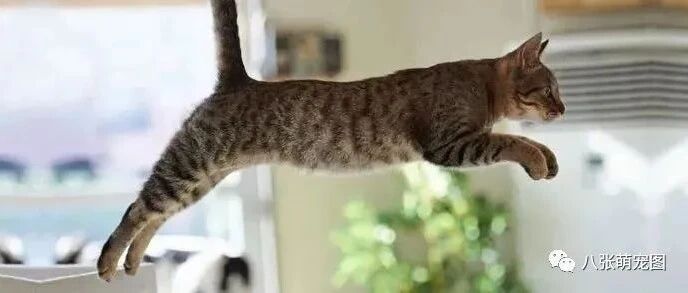 听说猫跳不过170？于是订了一个170铁栏后......