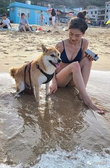 帶狗子去海邊玩，它卻立馬跑去和美女搭訕，網友一看：沒白養！ 寵物 第4張