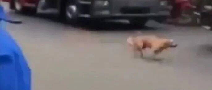 屋内着火，主人将狗子从窗户丢下逃生，可它落地后又立刻返回去了…