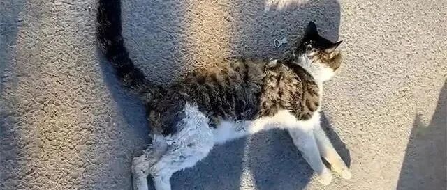 猫咪被车撞成重伤，医生建议安乐死，救助人一句话改变喵生