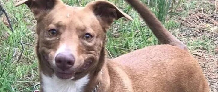 表情管理失控的萌宠们，快看，有你家的吗？