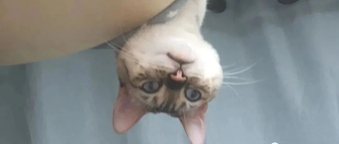 流浪猫狂叫，出门查看后，原来是叫人帮忙搬家！