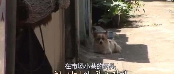 奶奶去世五年，狗狗一直趴在巷口等待 ……