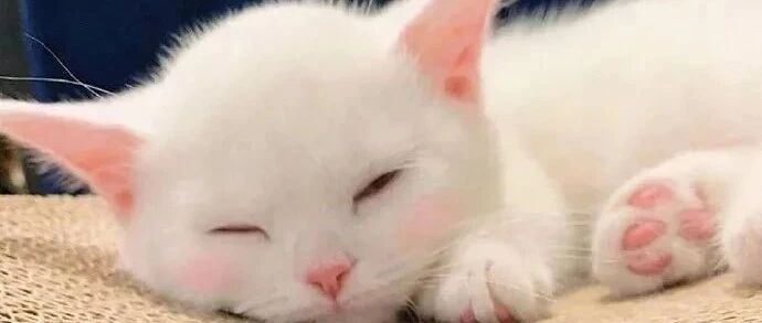 今日份小白猫，快来吸吸~