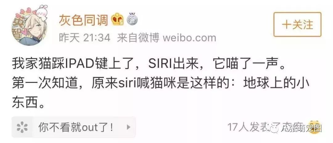 如果一只貓對著siri喵，siri會怎麼回答？ 寵物 第3張