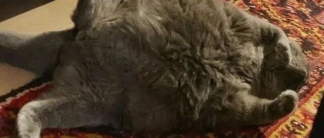 英短猫“卖不出”被弃医院，爷爷奶奶不在乎，把它宠成胖孙子