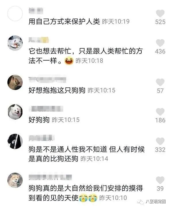 消防員攙扶暈倒老人，流浪狗竟幫忙攔住過往車輛：請讓讓，這兒救人呢！ 寵物 第3張