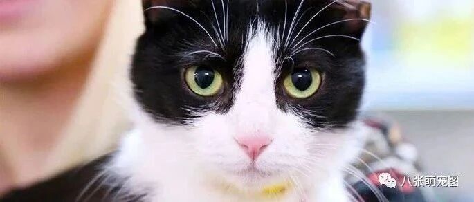 爆笑!当猫遇上我是你的嘴特效，太魔性了!