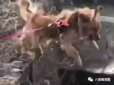 奉劝春节带狗回家的朋友们,一定要把狗看好了,否则……-微信头条网 奉劝春节带狗回家的朋友们,一定要把狗看好了,否则……