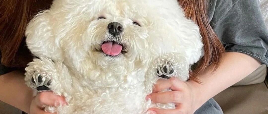 狗狗不喜欢让主人擦脚？那是因为它们的jiojio上有三个大秘密！
