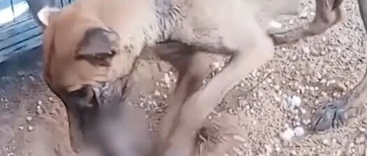 狗妈妈反复掩埋死亡幼崽，主人：一旦发现了，就会重新再埋…