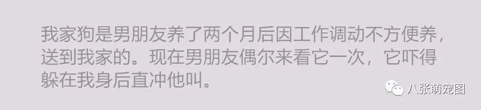 你喜歡爸爸還是媽媽？這個死亡問題終於輪到狗子了！ 寵物 第4張