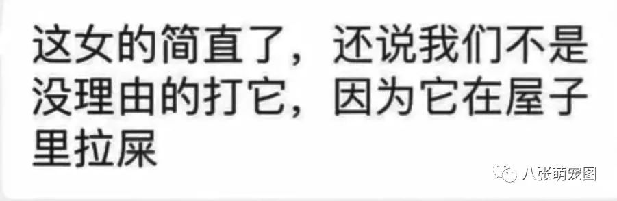 這隻薩摩耶在家大便惹怒主人，被打爆眼球後遺棄，被救助後主人竟還... 寵物 第11張