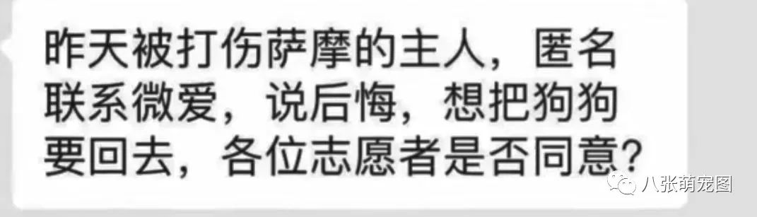 這隻薩摩耶在家大便惹怒主人，被打爆眼球後遺棄，被救助後主人竟還... 寵物 第10張