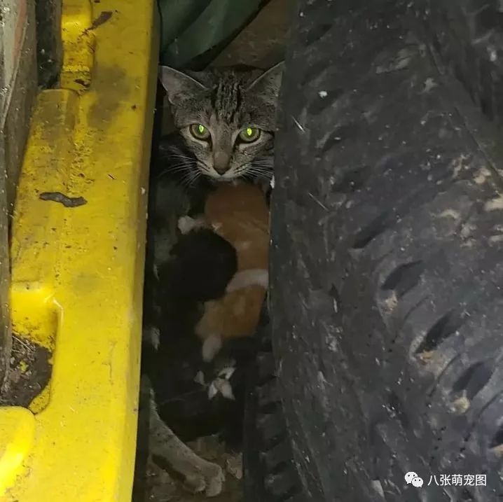 她平時喜歡救助流浪貓，然後貓圈傳開了，被一隻懷孕母貓知道後！ 寵物 第10張