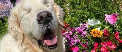 10岁大金毛患青光眼双目失明后，主人为它找来了小导盲犬…