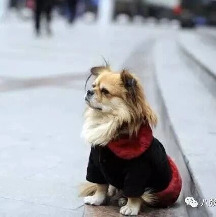 我为什么养狗，这是最好的答案