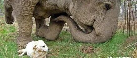 狗子不幸离世，好友大象无法接受一路带它回家......