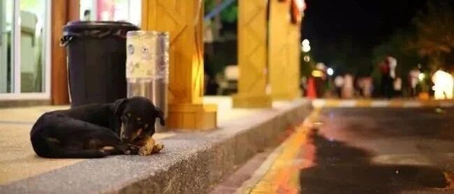 遇到这种流浪狗千万不要“喂”它！