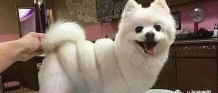 网友在宠物店里看见一只“大麻花”，一回头差点儿被萌翻！