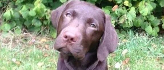 “狗子叼回来一个奇怪的物体，我感觉自己摊上事儿了......”