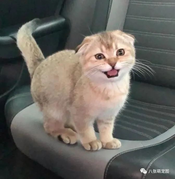动物们的微笑,超治愈的!-微信头条网 动物们的微笑,超治愈的!