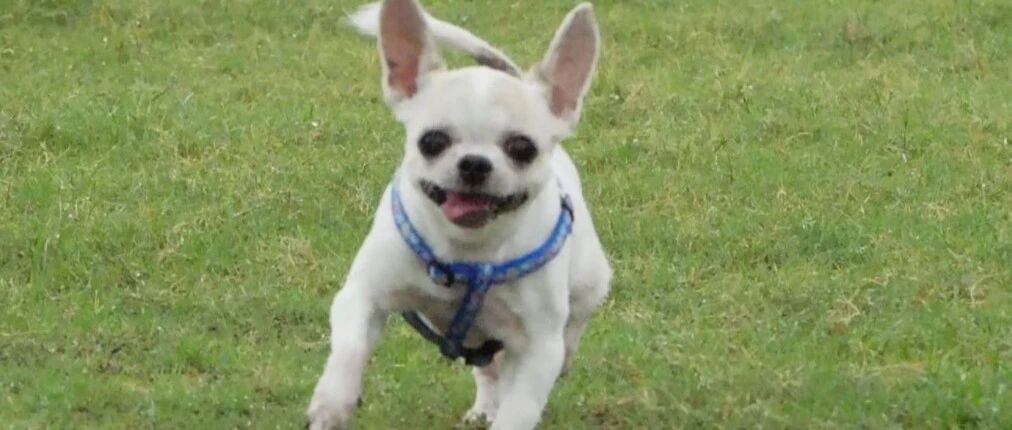 狗狗临终前用力推开主人，并爬回狗床，下一秒主人看到心酸一幕，瞬间泪崩……