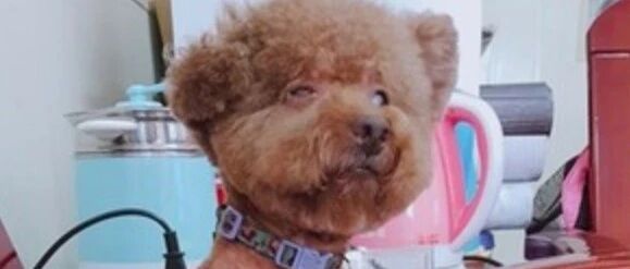 小贵宾不承认自己胖，主人给它剃了毛后……是实胖没错了！