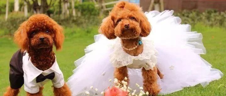 萌宠的婚礼，艾玛，真狂虐单身狗！