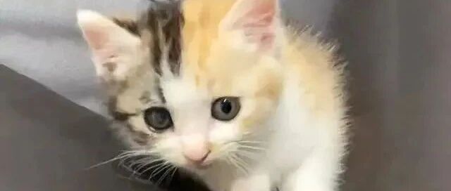1只小奶猫跟在身后，男子犹豫后决定收养，几天后......