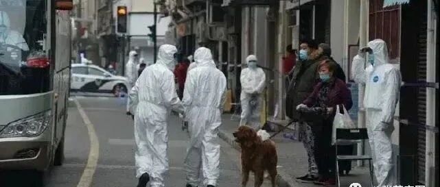 别拿宠物当畜生！狗主被隔离后，工作人员撬门捕杀宠物狗，全网怒了…...