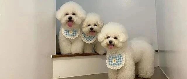 网友给楼梯上的三只小比熊拍照，但拍着拍着……