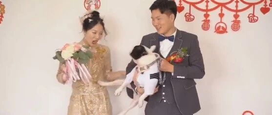 婚礼现场狗狗狠狠踹开新娘后索吻新郎！