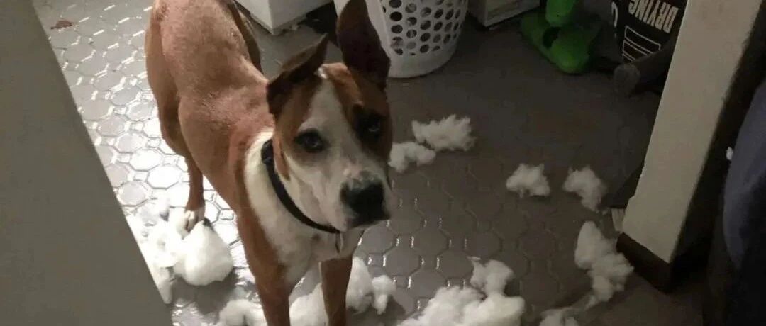 狗子为了考验主人新交的女朋友，把她家拆了，结果……