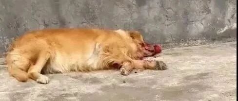 我家狗躺在路边满脸鲜血奄奄一息，可下一秒…我笑裂了！