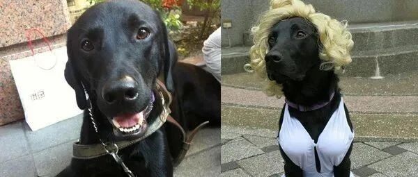 导盲犬退休后，这家人立马跑去接它回家：我们等了它8年...