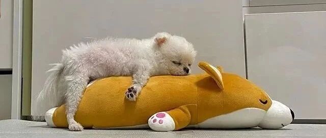 主人买了一个柴犬抱枕，狗狗看到后立马趴了上去，然后……