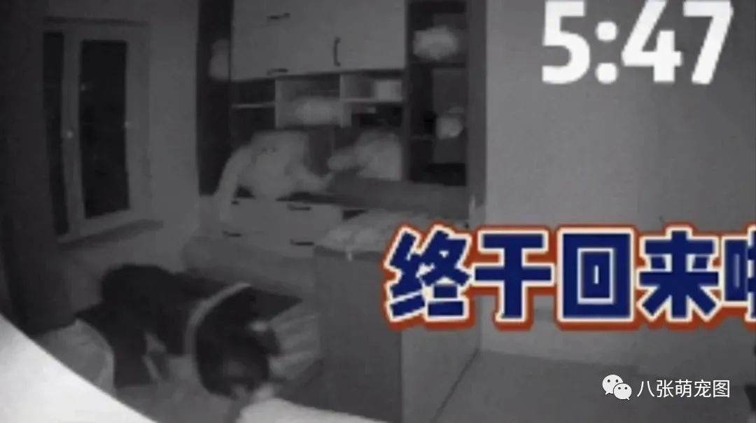 主人拍下狗狗独自在家的一天,它竟然一直在做这件事……-微信头条网 主人拍下狗狗独自在家的一天,它竟然一直在做这件事……